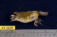 藏品(火冠戴菊鳥)的圖片